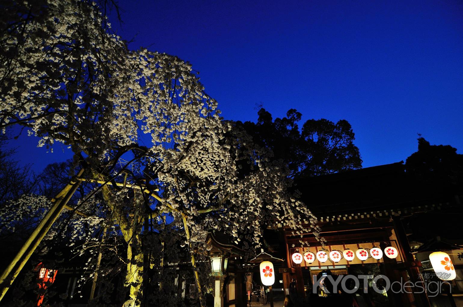 平野神社　夜桜　枝垂れ桜