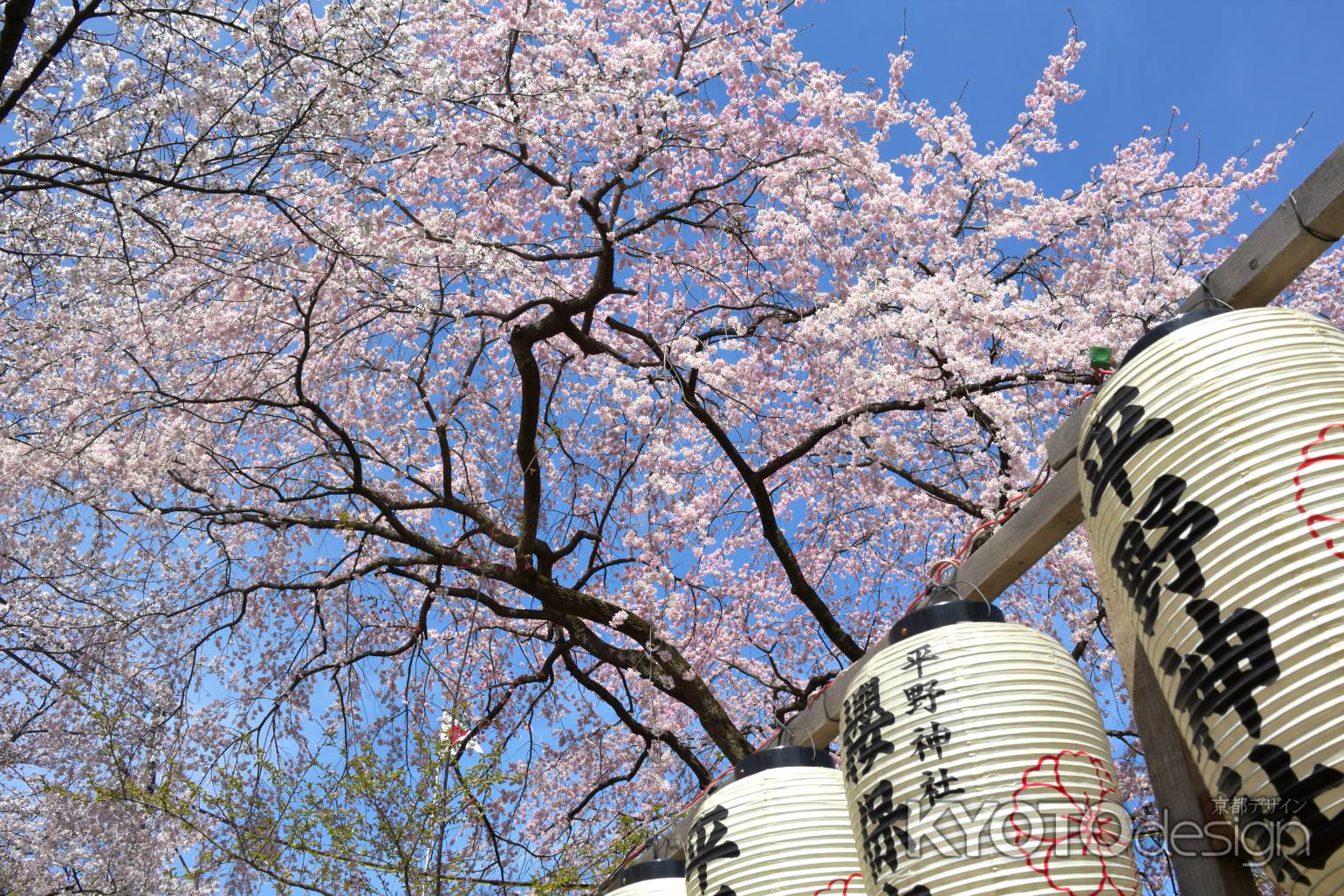 平野神社の桜3