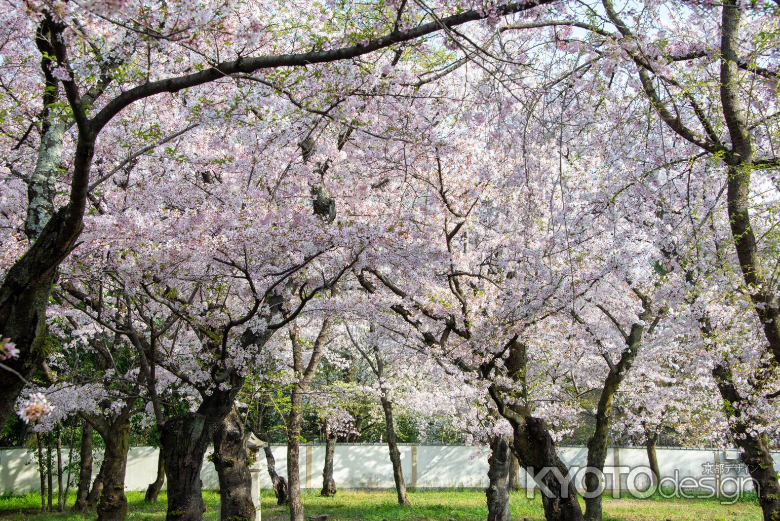 平野神社　4月2日の桜7