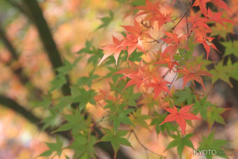 京都府立植物園  世界の紅葉ライトアップ