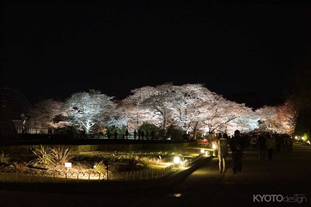 京都府立植物園 桜ライトアップ（中止）