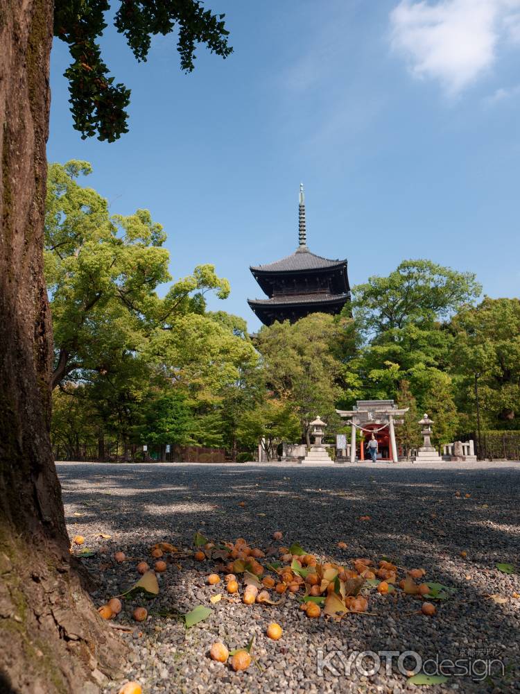 東寺の五重塔と銀杏