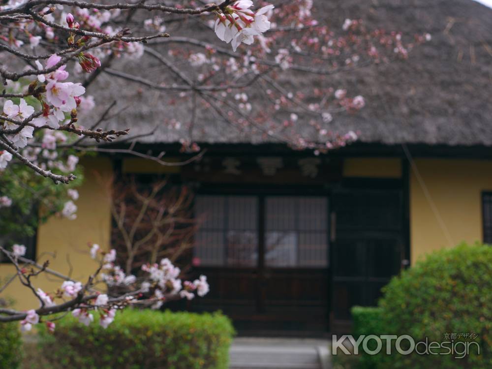 瑞光寺茅葺屋根を彩る桜