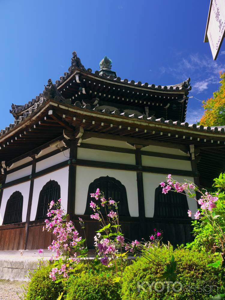 善峯寺の経堂と秋明菊