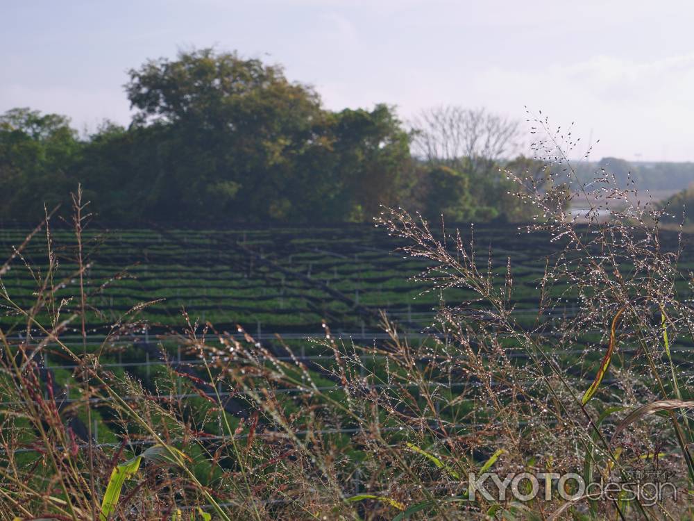 朝露に濡れる木津川の茶畑