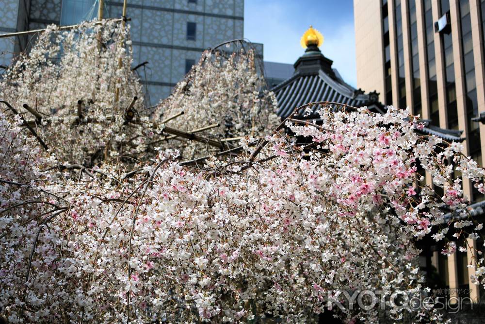 京都一本桜２２六角堂