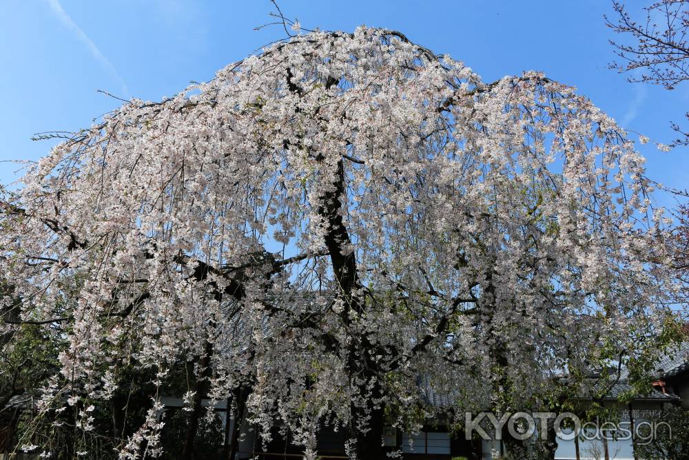京都一本桜２４上品蓮台寺