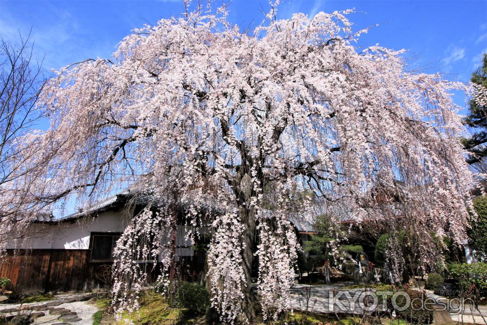 本満寺の桜2018