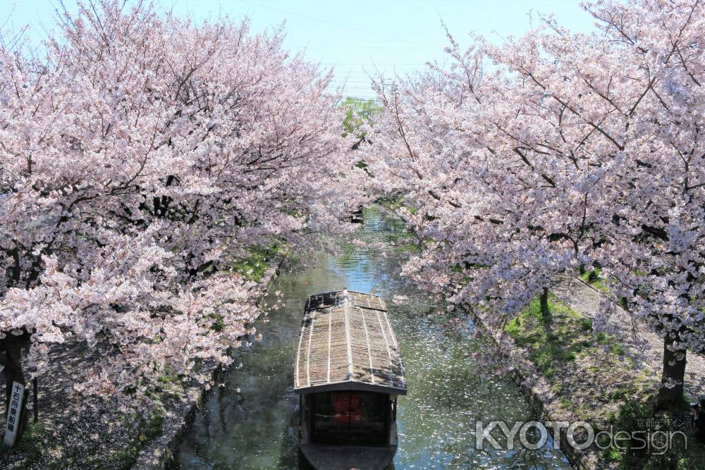 伏見港公園付近の桜2019