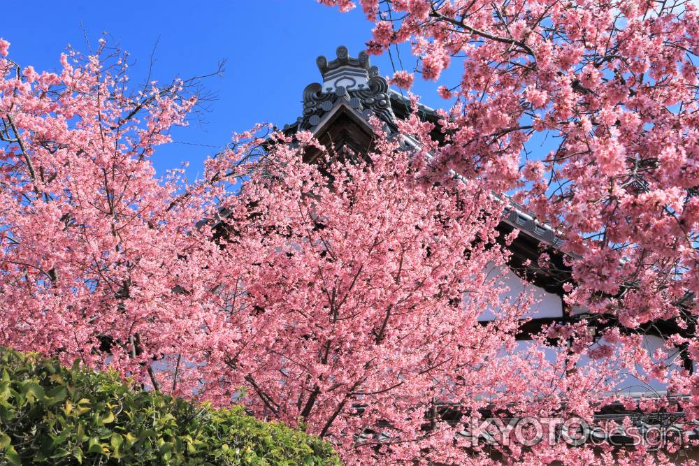 長徳寺の桜2020