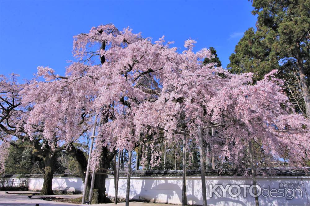 醍醐寺の桜2021
