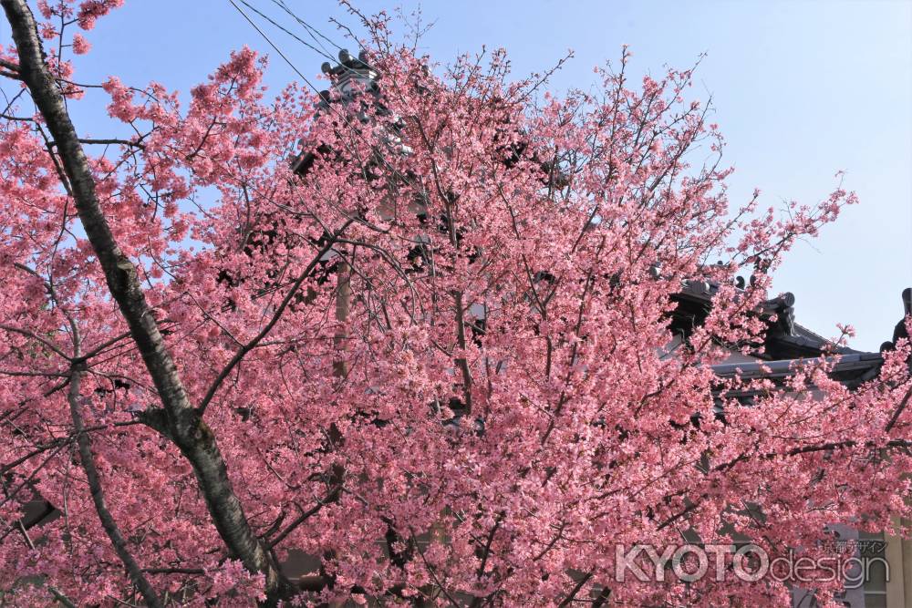 長徳寺のおかめ桜2022