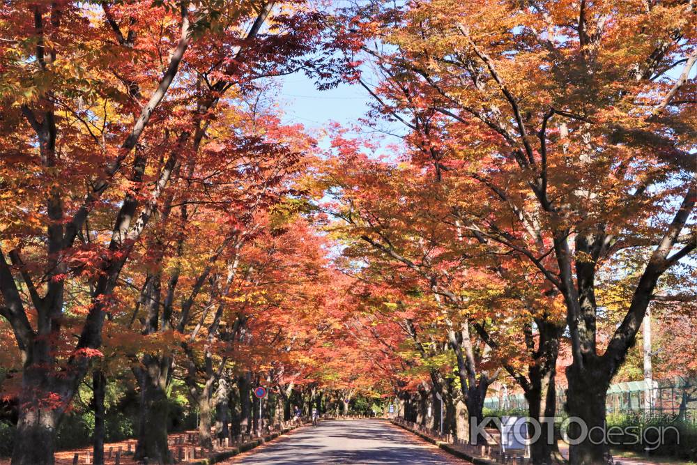 京都府立植物園前の紅葉