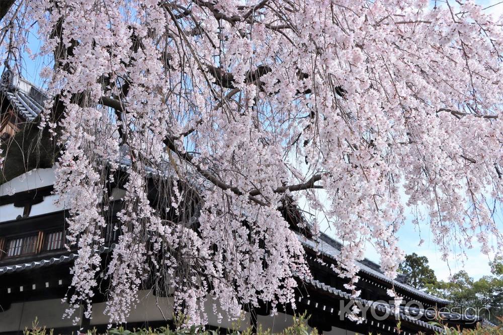 武道センターの桜