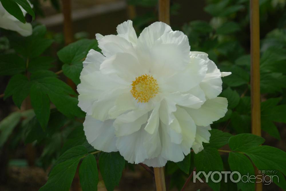 白い牡丹の花