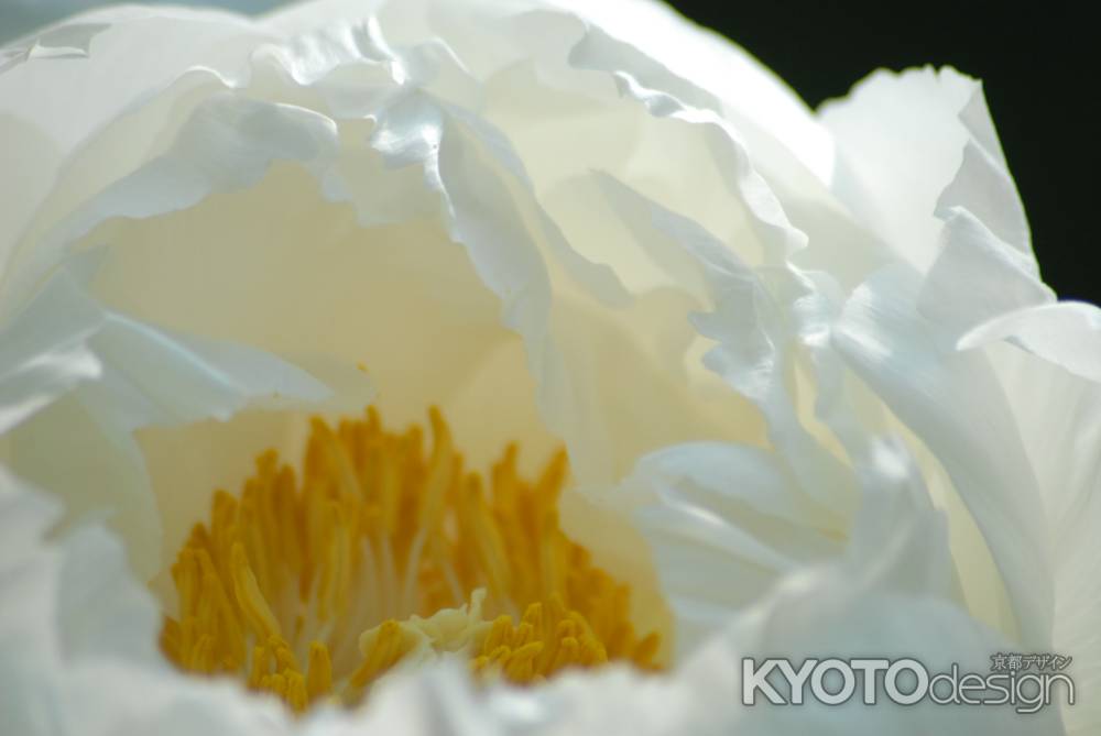 純白の花びら
