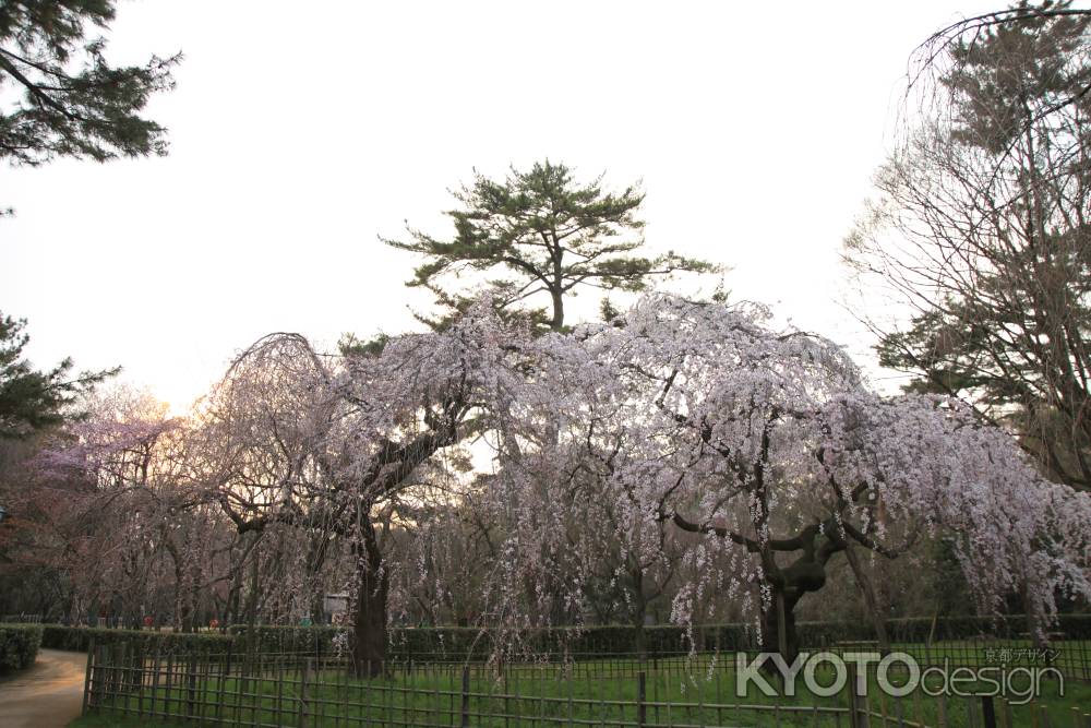 夕暮れの枝垂桜
