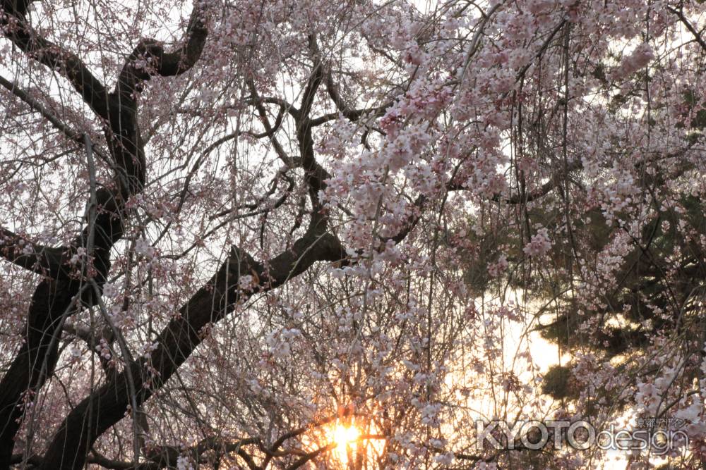 夕日が差す枝垂桜