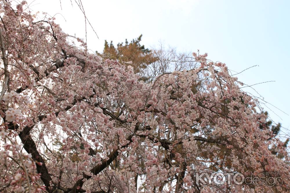 満開の京都御苑の枝垂桜
