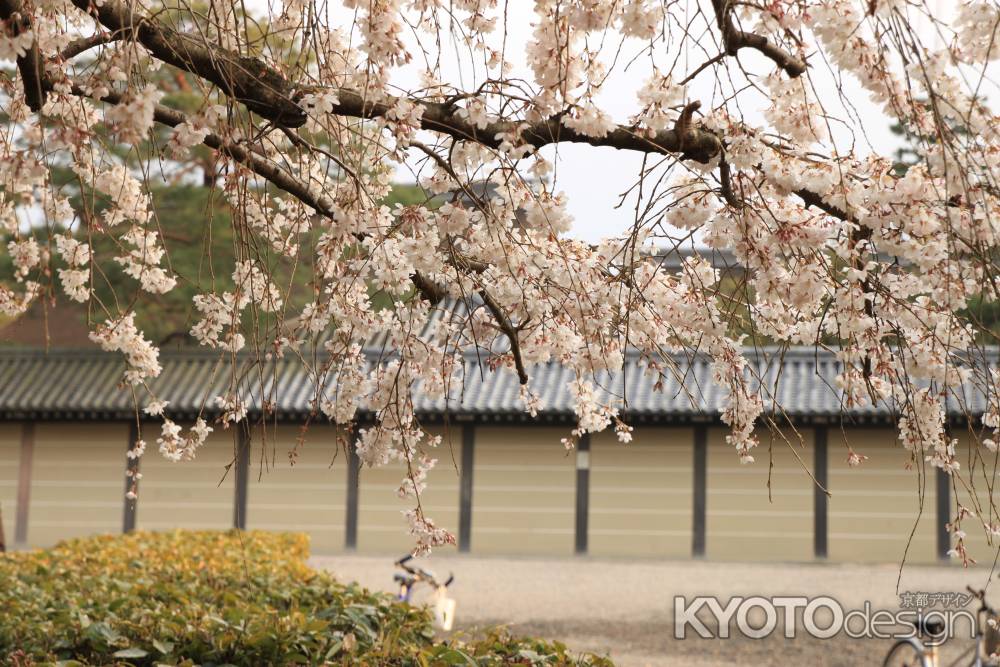 京都御苑に咲く桜2