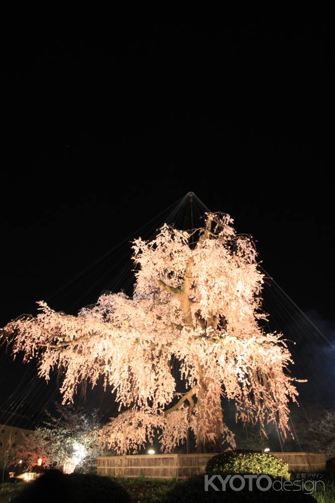夜空に浮かび上がる円山公園の枝垂桜