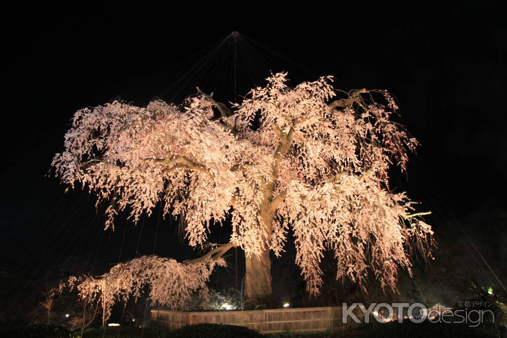 幻想的な円山公園の夜桜