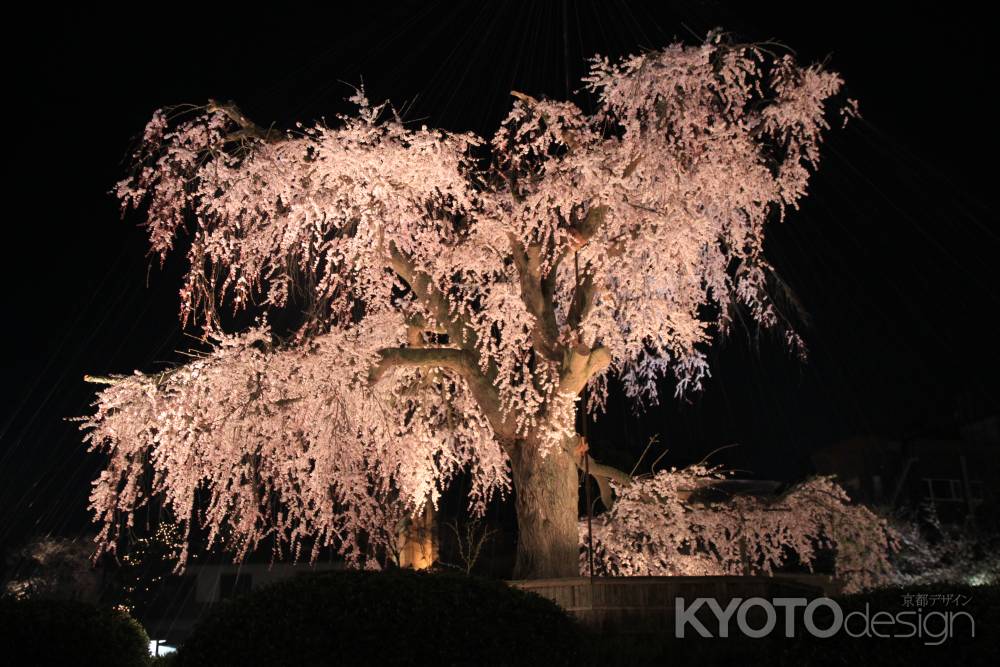 ライトアップされる円山公園の桜