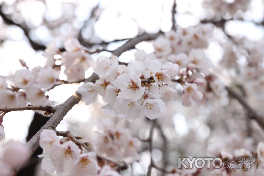 平野神社　ぷっくり桜の花