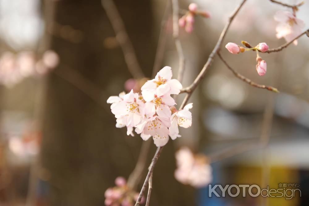 淡い色の桜