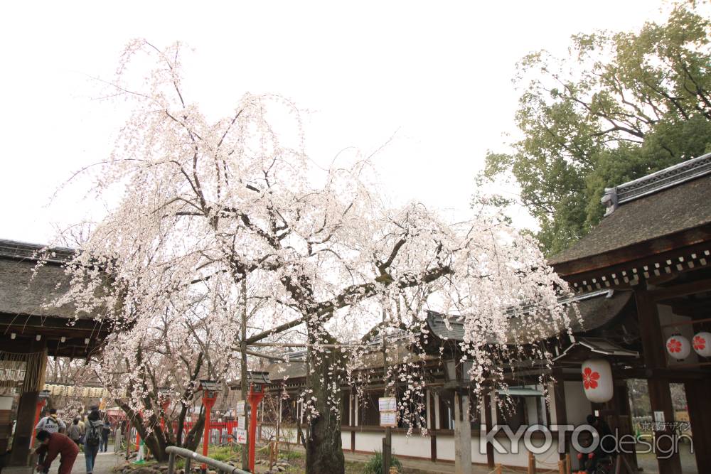 桜の見える神社の景色