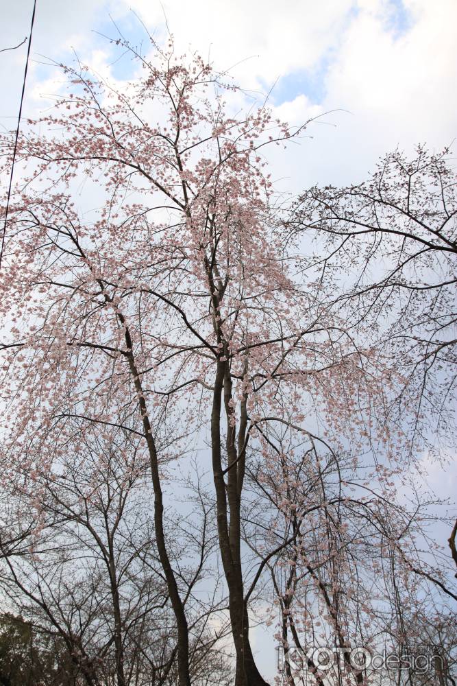 背の高い桜の木