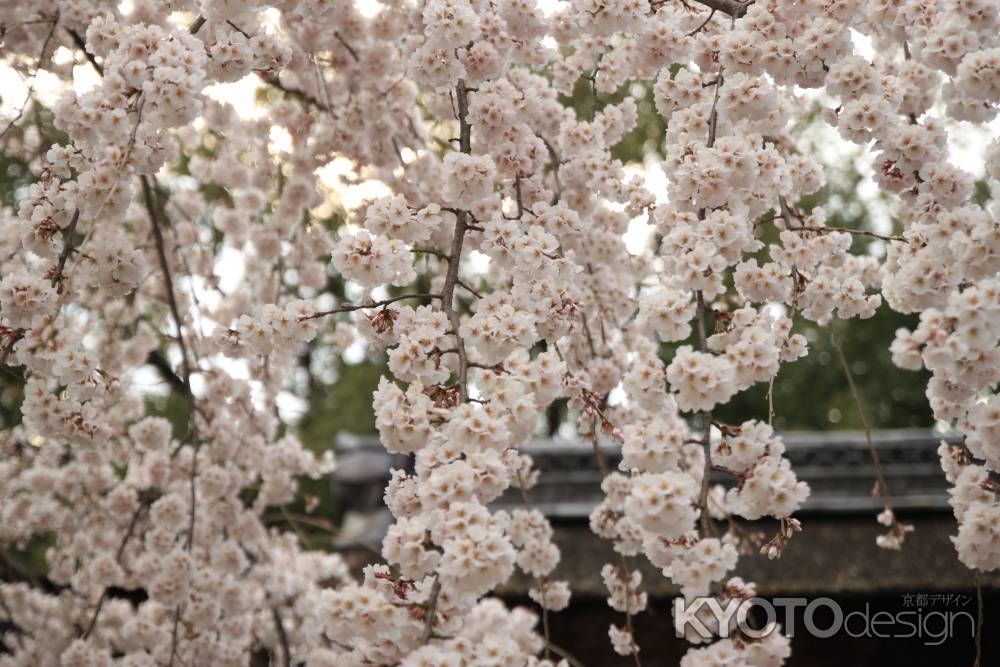 平野神社　満開の桜の花