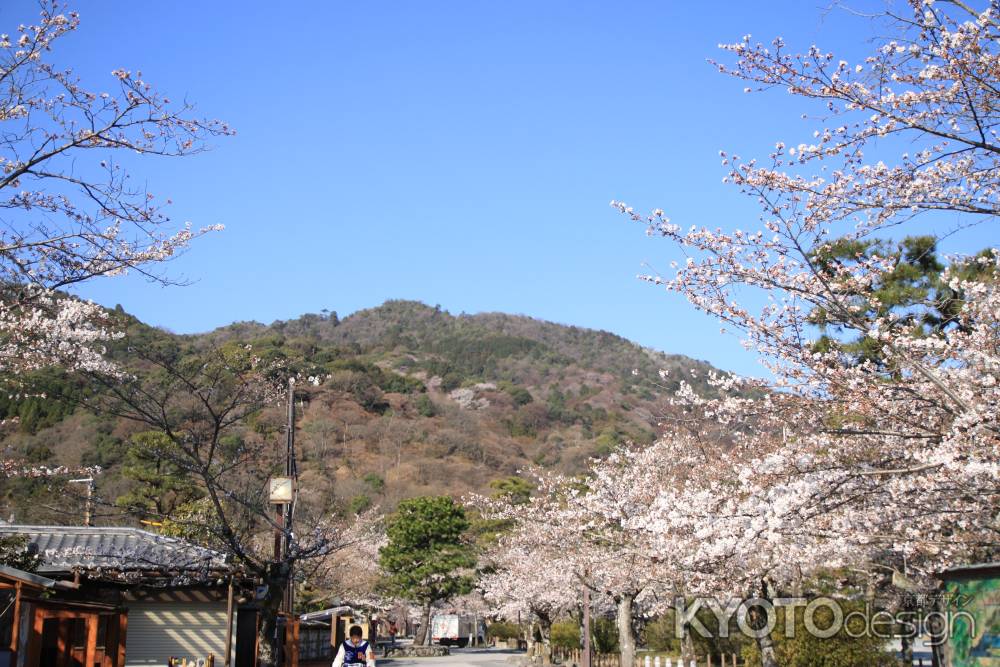 嵐山の桜並木
