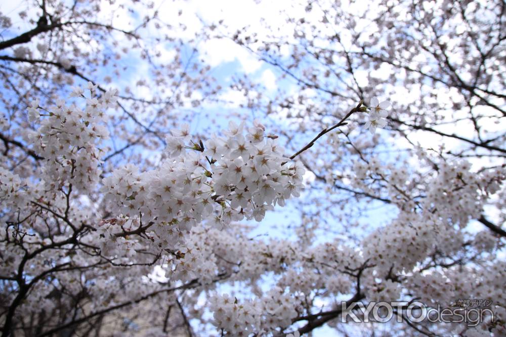 鴨川疏水の桜の花