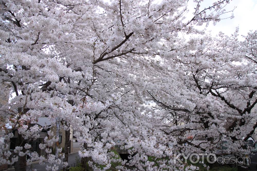 真っ白満開の桜
