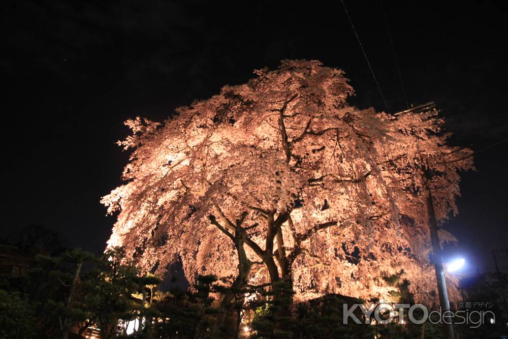 大きな枝垂れ桜の木