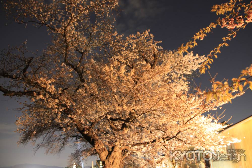 松尾　光る桜の木