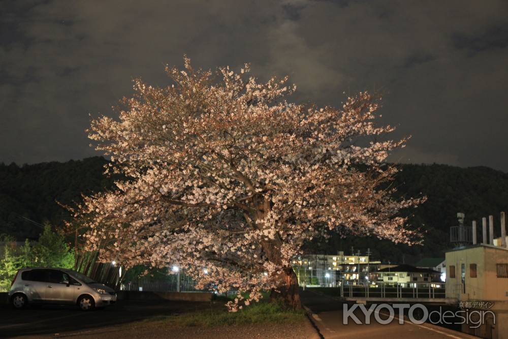 一本の桜の木