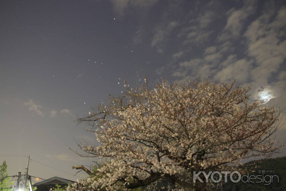 桜と星空