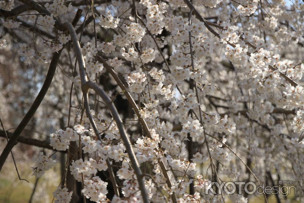 上賀茂神社　枝垂れる桜