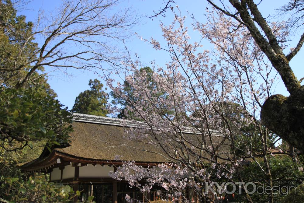 上賀茂神社　自然の景色