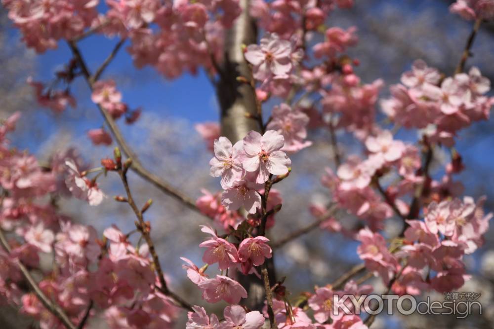 上賀茂神社　ピンクの桜