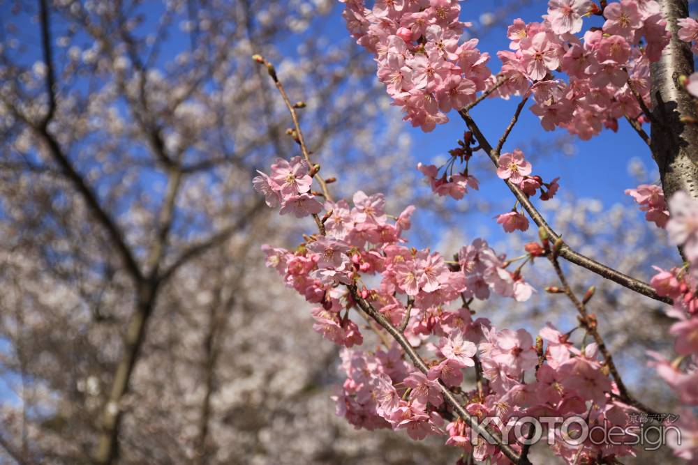 綺麗なピンクの桜