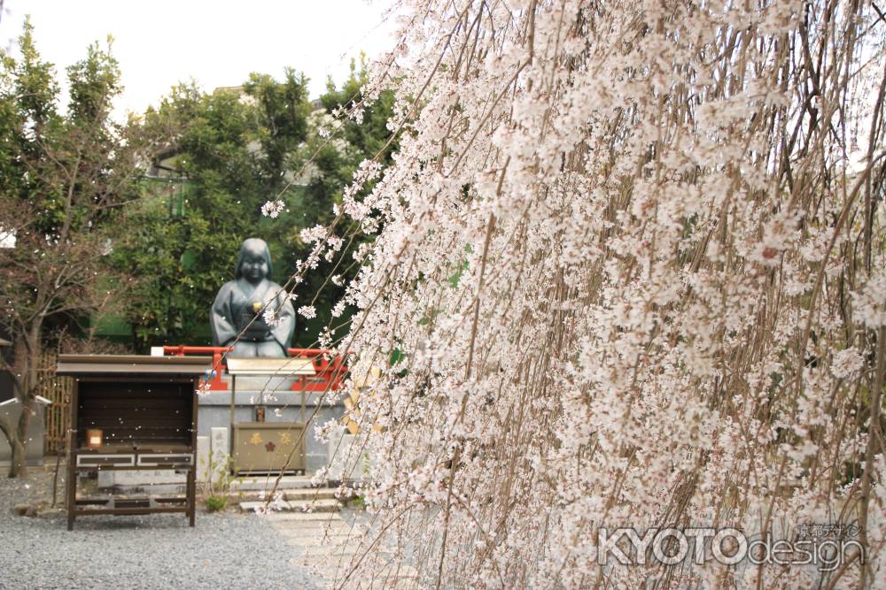 千本釈迦堂の枝垂れ桜