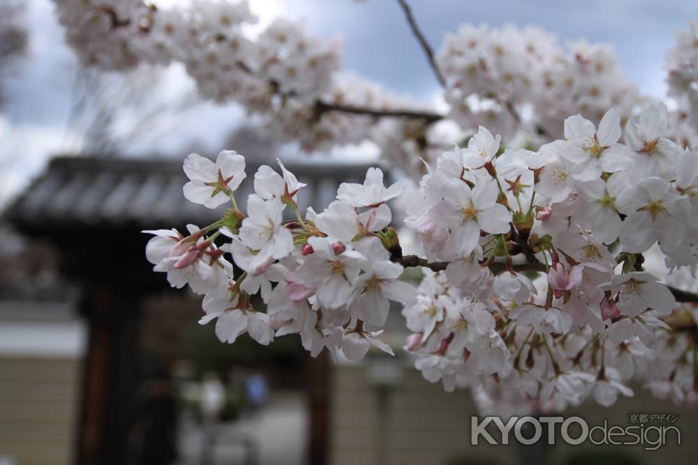 千本釈迦堂　桜の花びら
