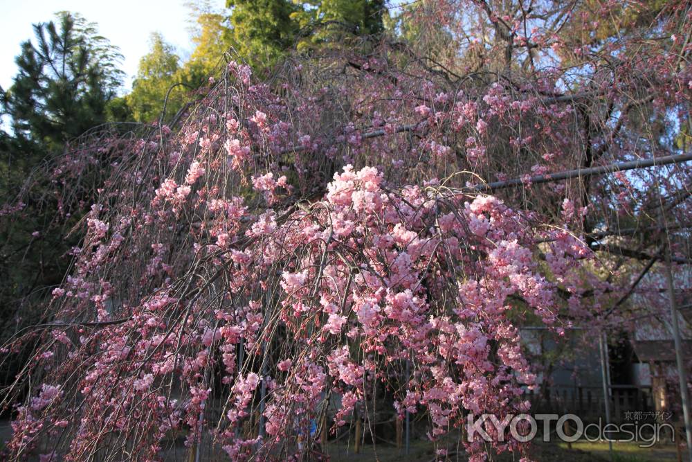 平野神社　枝垂れる桜