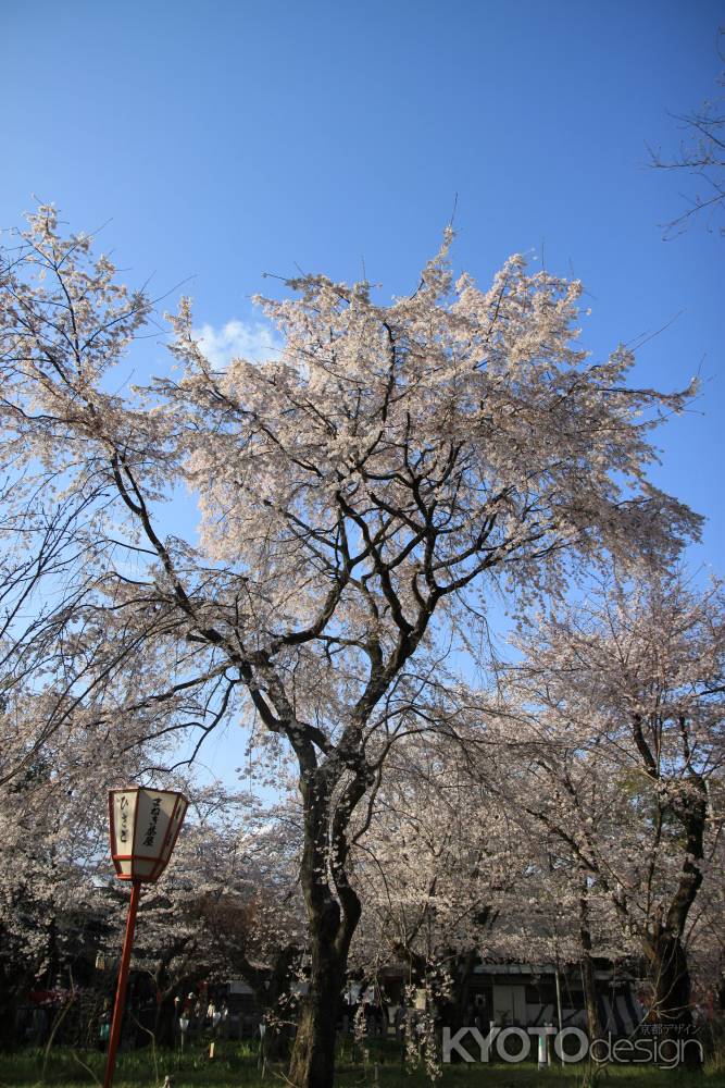 たくさんの桜の木