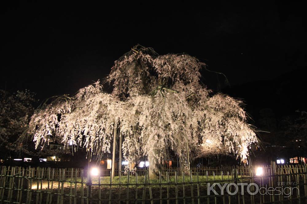 嵐山 夜桜