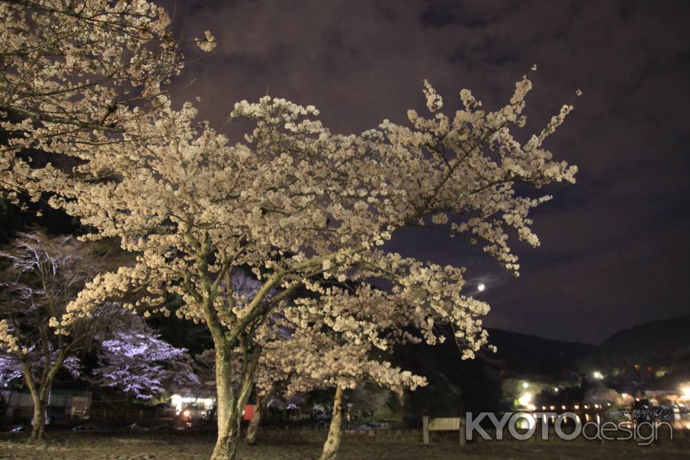 嵐山の光と夜の桜
