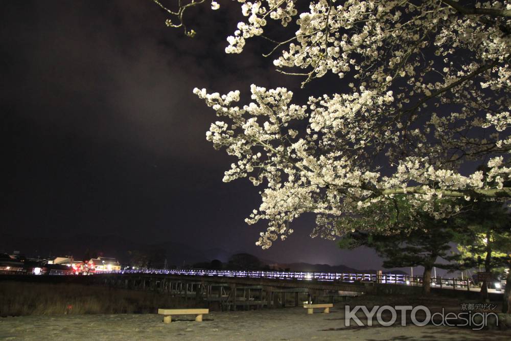渡月橋の明かりと桜